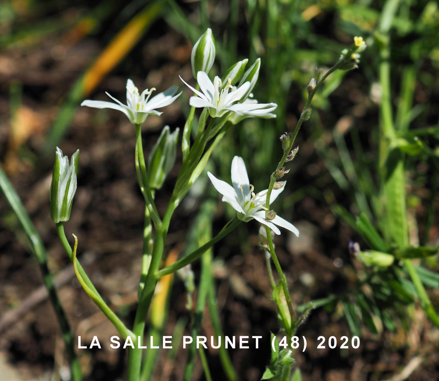 Star-of-Bethlehem, [Erect-leaved]